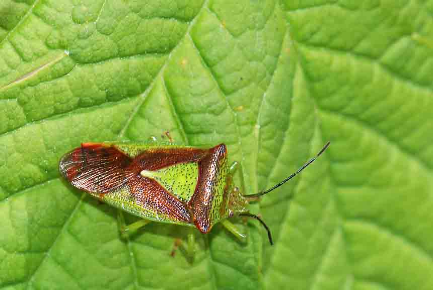 Come si chiama? Acanthosoma haemorrhoidale